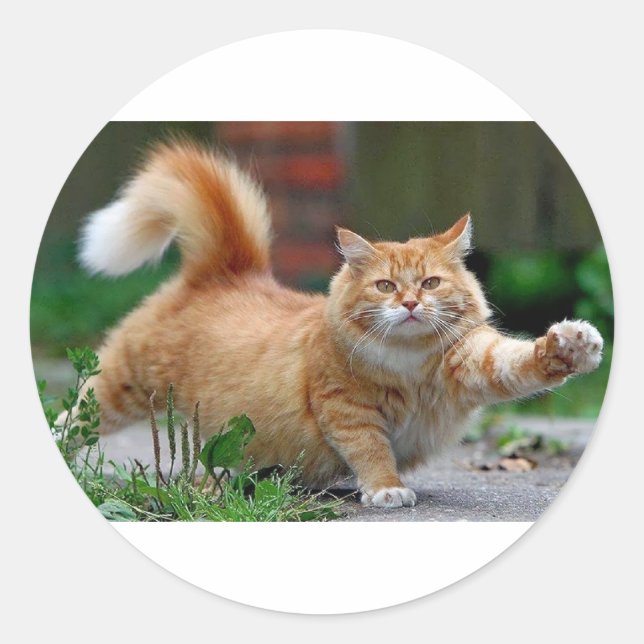 Sticker Rond Gros chat orange (Devant)