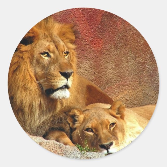 Sticker Rond Gros Chats - 6 (Devant)