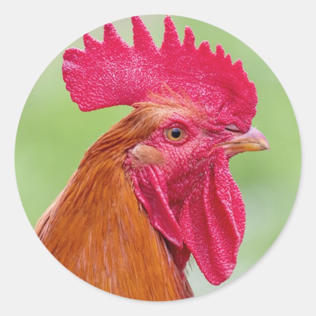 Sticker Rond Gros plan (Devant)