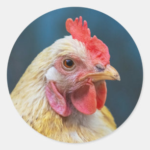 Sticker Rond Gros plan du poulet