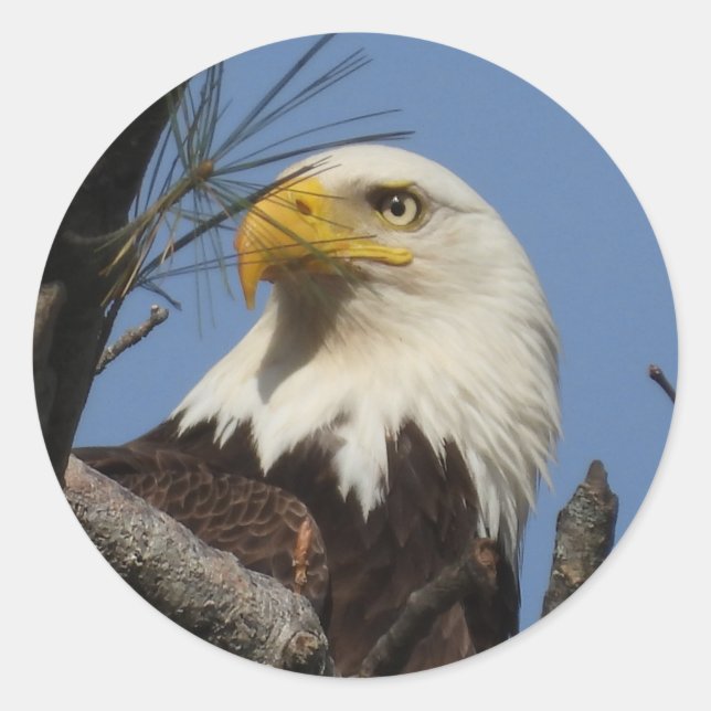 Sticker Rond Gros plan sur l'aigle chauve (Devant)