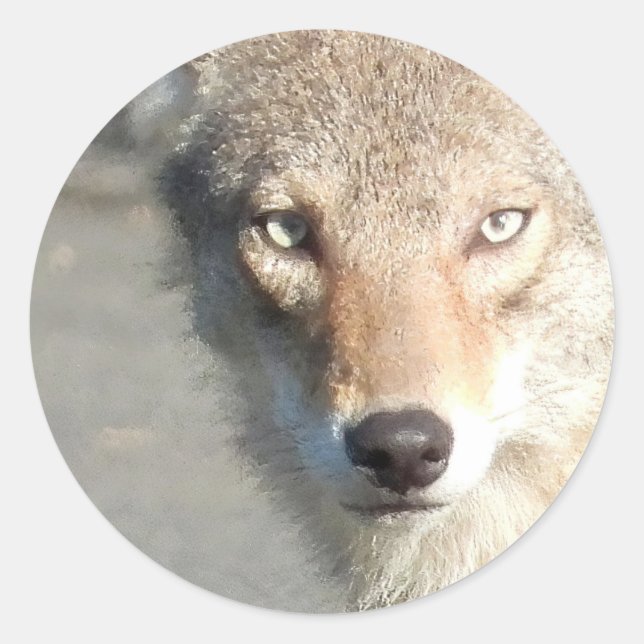 Sticker Rond Gros plan sur le coyote (Devant)