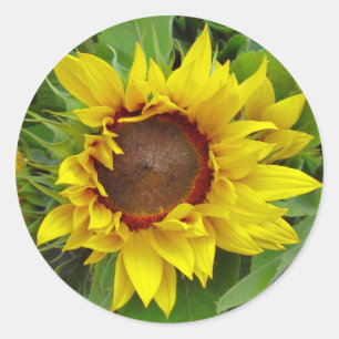 Sticker Rond Gros plan sur le tournesol