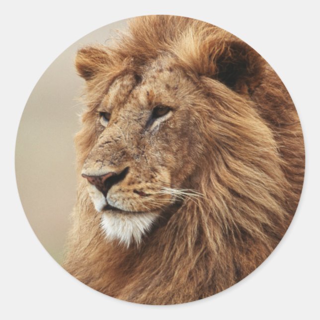 Sticker Rond Gros plan sur un lion mâle (Devant)
