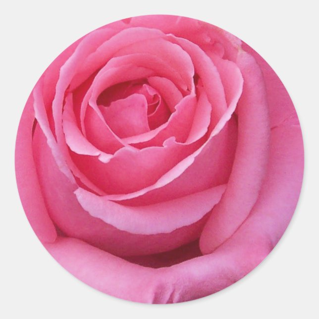 Sticker Rond Gros plan sur une rose rose (Devant)