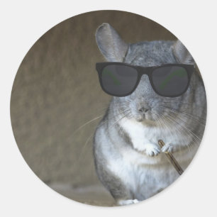Sticker Rond Gros Tournage Chinchilla