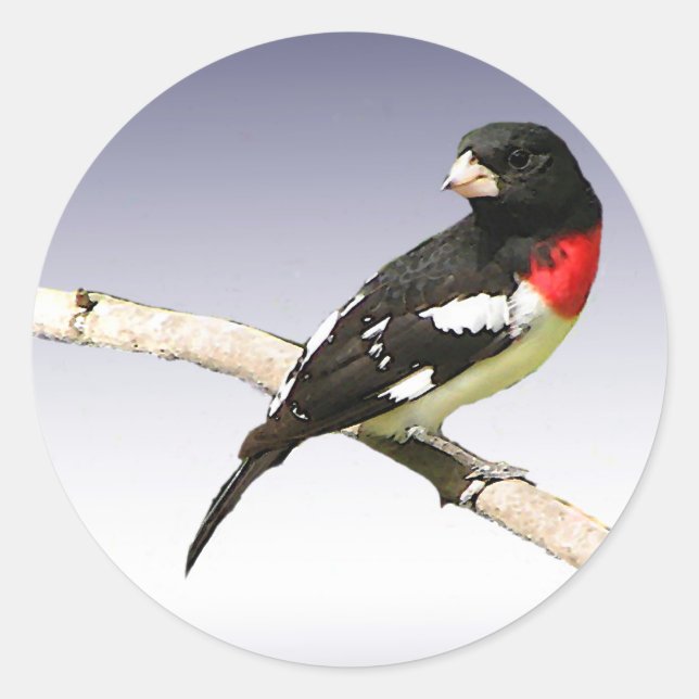Sticker Rond Grosbeak à poitrine rose (Devant)