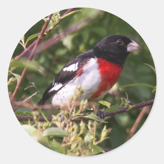 Sticker Rond Grosbeak à poitrine rose (Devant)