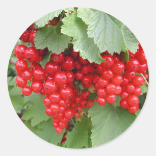 Sticker Rond Groseilles rouges sur le plante. Feuilles de vert
