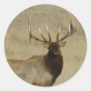 Sticker Rond Grosse taureau d'Elk E30