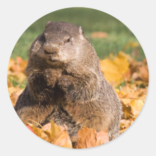 Sticker Rond Groundhog