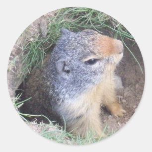 Sticker Rond Groundhog