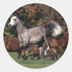 Sticker Rond Groupe de Chevaux arabes en course