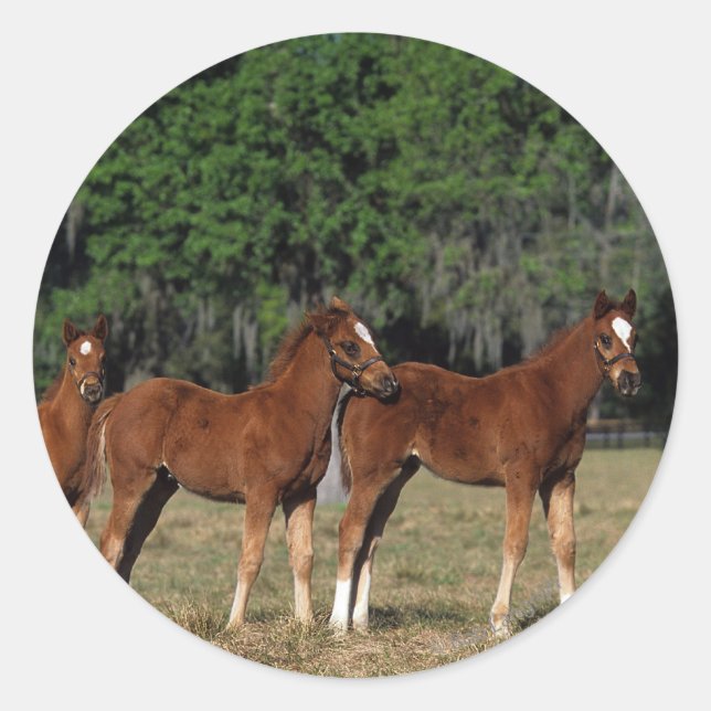 Sticker Rond Groupe des poulains de Thoroughbred (Devant)
