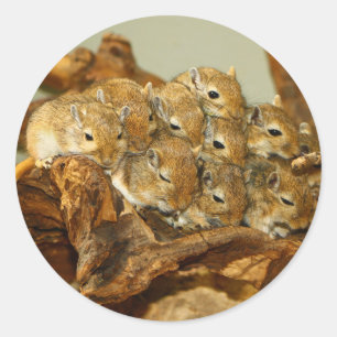 Sticker Rond Groupe mongol Gerbils Meriones Unguiculatus