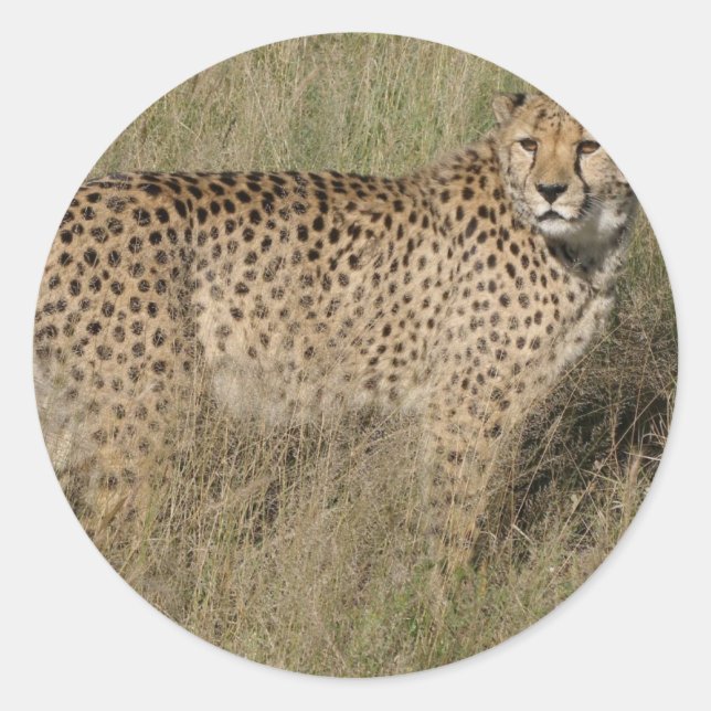Sticker Rond Guépard (Devant)