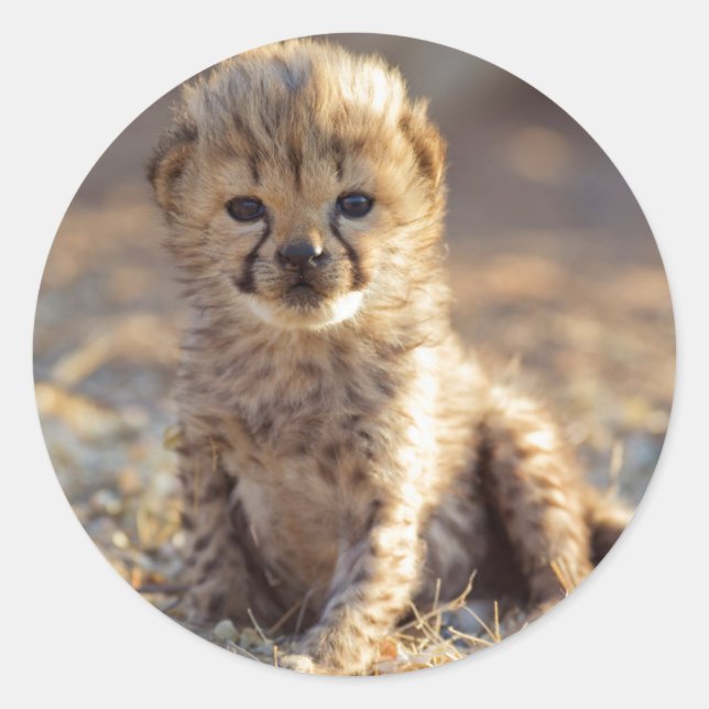 Sticker Rond Guépard 19 jours petit mâle (Devant)