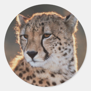Sticker Rond Guépard regardant ailleurs