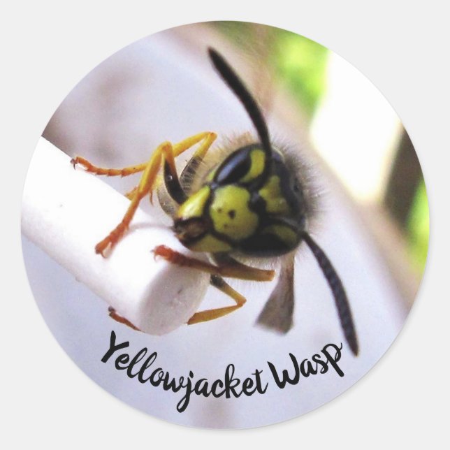 Sticker Rond Guêpe Veste Jaune (Vespulae) Visage Mignon (Devant)