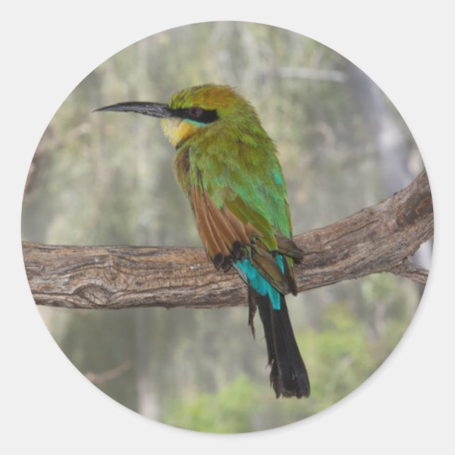 Sticker Rond Guêpier arc-en-ciel, Australie (Devant)