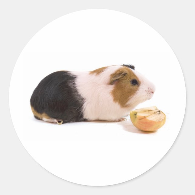 Sticker Rond guinea pig eating an apple (Devant)