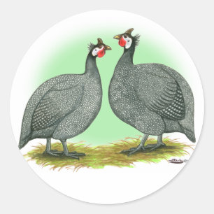 Sticker Rond Guineas : Français