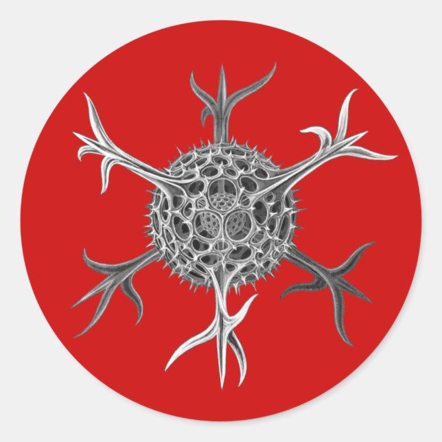 Sticker Rond Haeckel (Devant)