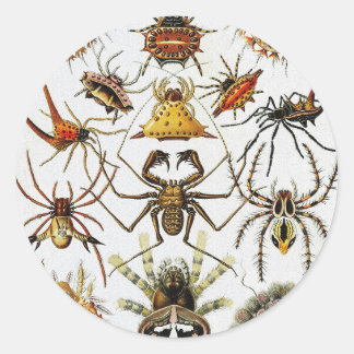 Sticker Rond Haeckel Golden Spiders plaque 66