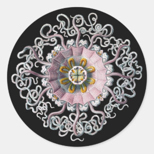 Sticker Rond Haeckel Vintage personnalisable