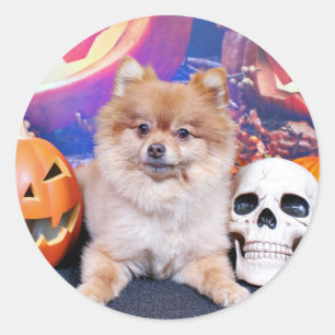 Sticker Rond Halloween - Pomeranian - Simba