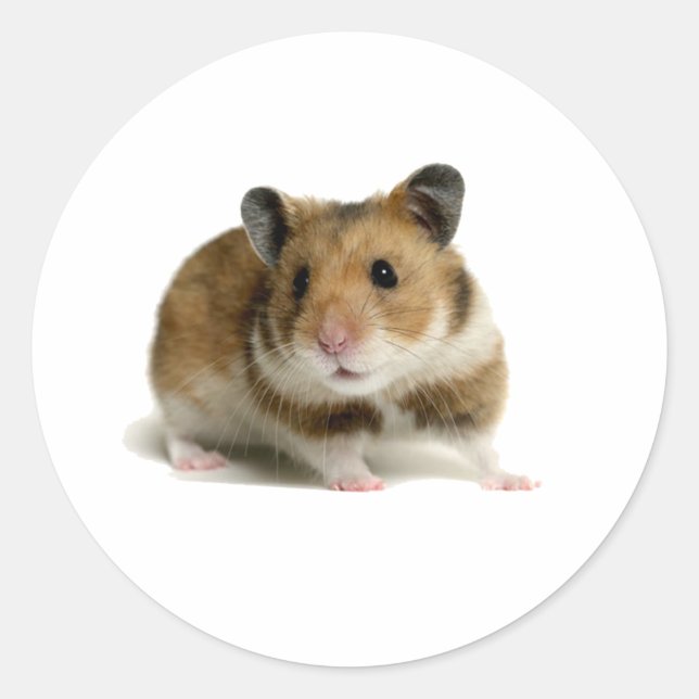 Sticker Rond Hamster (Devant)