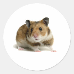 Sticker Rond Hamster