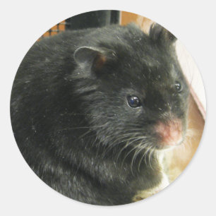 Sticker Rond Hamster noir