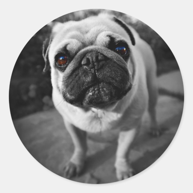 Sticker Rond Handsome pug (Devant)