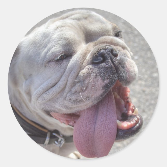 Sticker Rond Happy White Bulldog (Devant)
