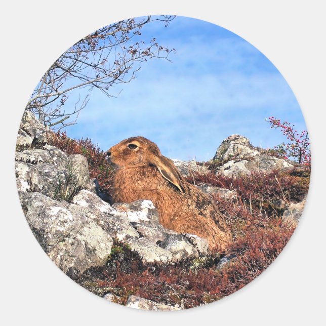 STICKER ROND HARE (Devant)