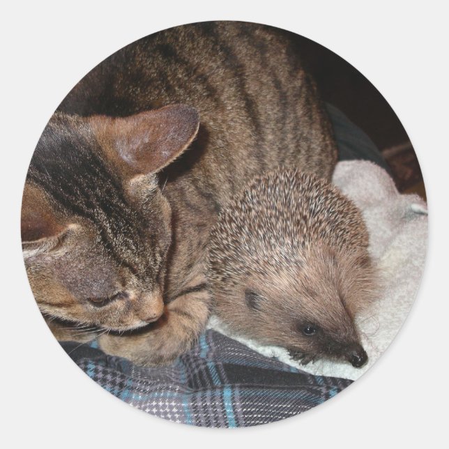 Sticker Rond Harold l'autocollant de hérisson (Devant)