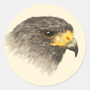 Sticker Rond Harris Hawk - Mélange Moyen