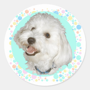 Sticker Rond Havanais Heureux