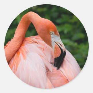 Sticker Rond HDR Flamant rose Oiseaux Sauvages Photo Photos