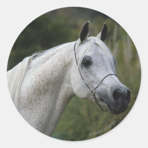 Sticker Rond Headshot arabe 1 de cheval
