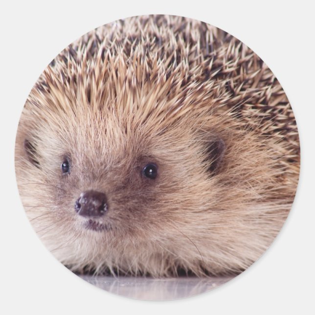 Sticker Rond Hedgehog, (Devant)