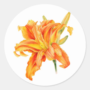 Sticker Rond Hemerocallis