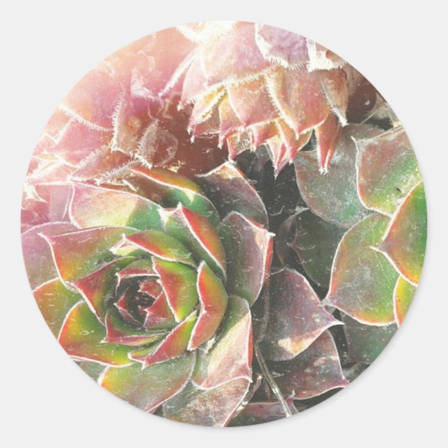 Sticker Rond Hen a envoyé Chick Plantes, Succulents, Plante Pho (Devant)