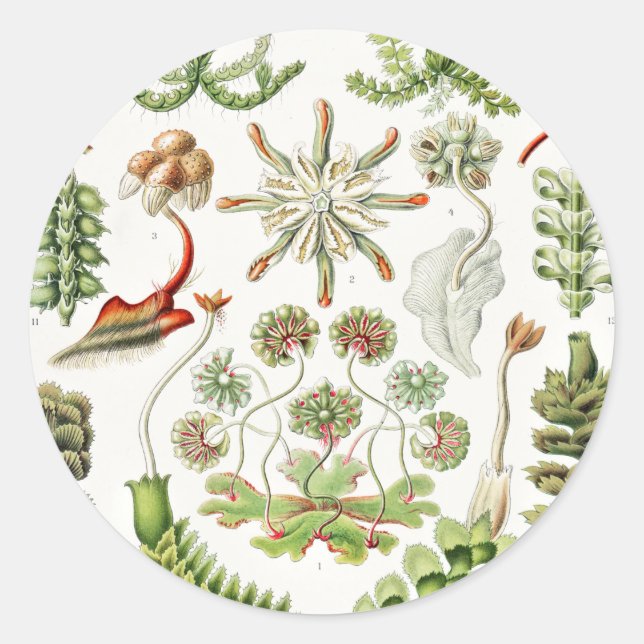 Sticker Rond Hepaticae Lebermoose par Ernst Haeckel (Devant)