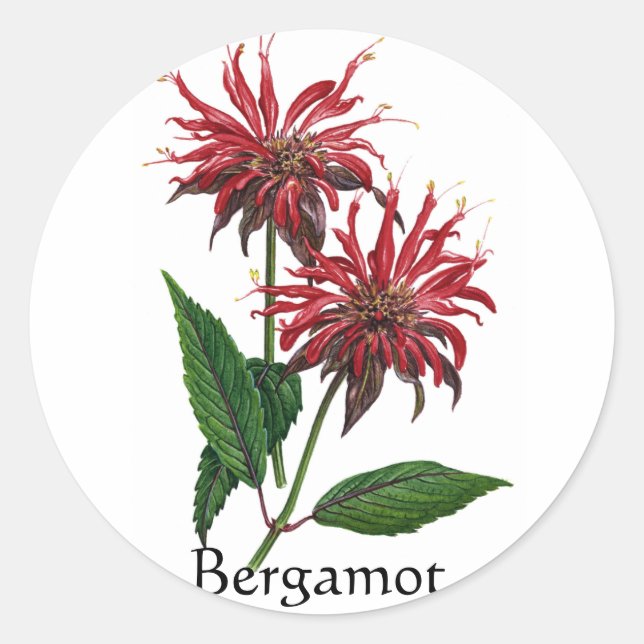 Sticker Rond Herb Garden Series - Bergamot (Devant)