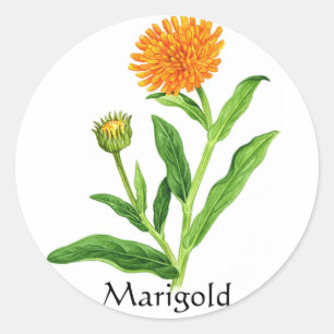 Sticker Rond Herb Garden Series - Marigold