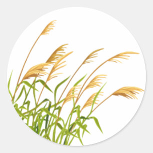 Sticker Rond Herbe de queue de boeuf