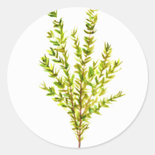 Sticker Rond Herbes de thym Herbes botaniques