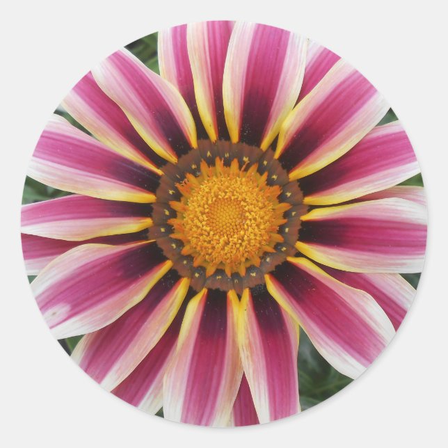 Sticker Rond Hereford (Devant)